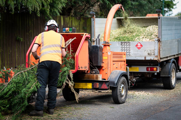 Best Tree Pruning Services  in Lake Park, FL